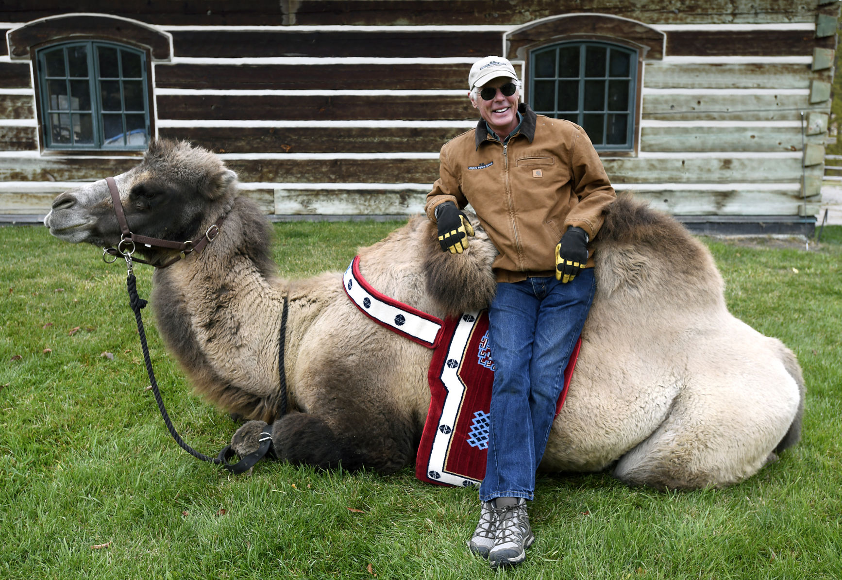 Carlos the Camel 1